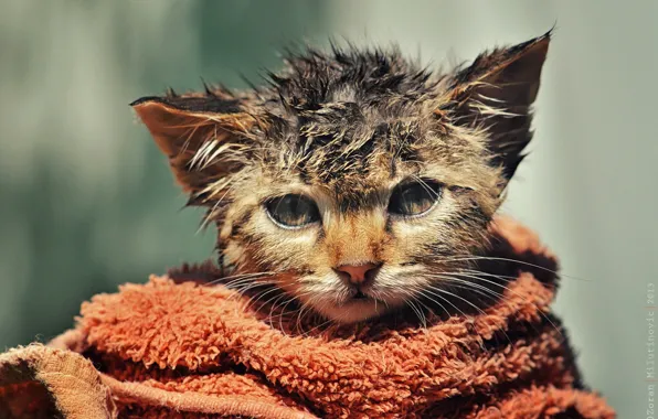 Картинка мокрый, полотенце, котёнок, взъерошенный, by Zoran Milutinovic