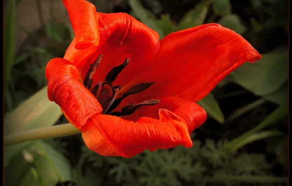 Весна, Spring, Red tulip, Красный тюльпан