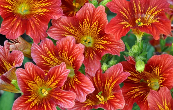 Макро, природа, краски, лепестки, Сальпиглоссис