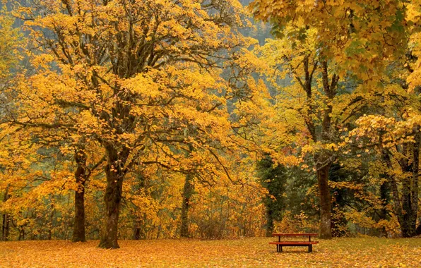 Картинка осень, листья, скамейка