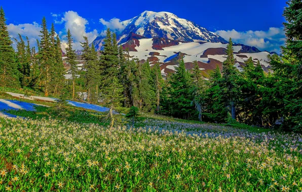 Картинка трава, снег, деревья, горы, склон, луг, США, штат Вашингтон
