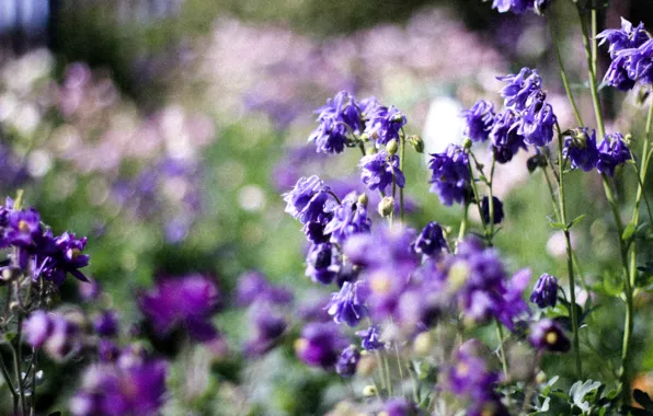 Summer, flowers, country house