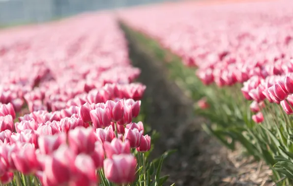 Картинка цветы, природа, тюльпан, весна, тюльпаны, бутоны, tulips, плантация