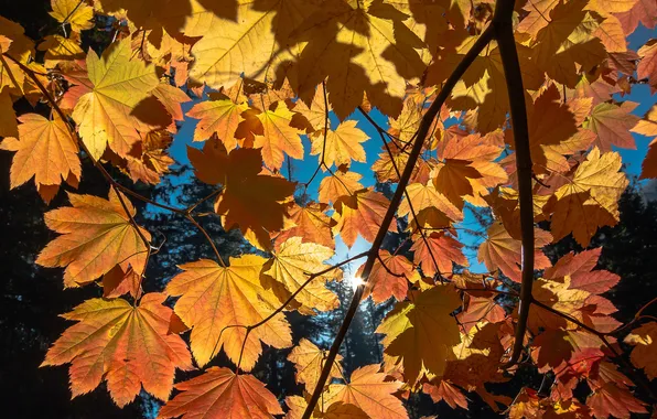 Картинка осень, небо, листья, деревья, ветка