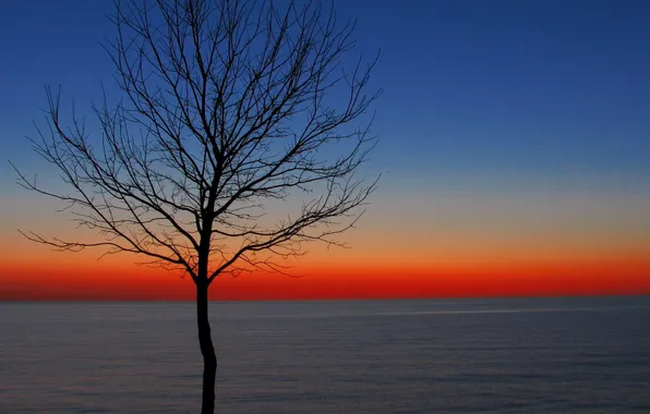 Картинка море, небо, закат, дерево, горизонт, зарево