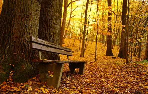 Осень, парк, скамья