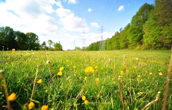 Картинка поле, лето, небо, трава, цветы, природа, одуванчики