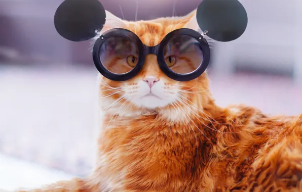 Кошка, кот, взгляд, морда, фон, портрет, лапы, рыжий