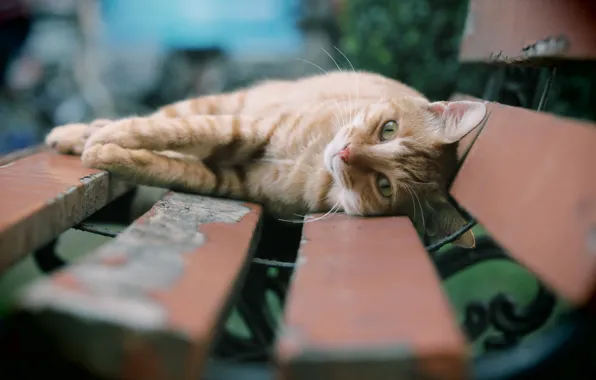 Картинка кошка, взгляд, скамья
