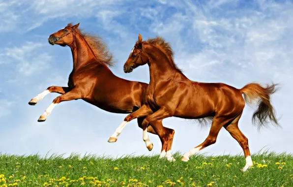 Картинка поле, животные, небо, лошади