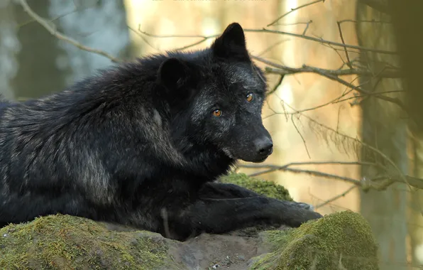 Картинка nature, predator, animal, wolf, wildlife, portrait, portrait., Canis lupus. face