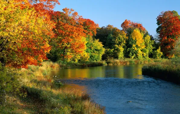 Картинка осень, трава, вода, деревья, берег, желтые