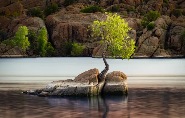Камни, дерево, скалы, берег, деревце, водоем