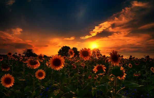 Природа, sunset, sunflowers