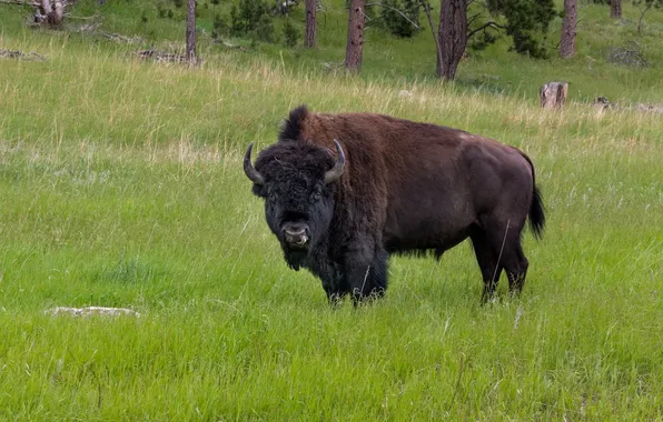 Animal, wildlife, buffalo, bison, white bisons, Plains bison
