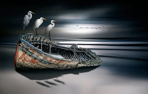 Птицы, лодка, fine art
