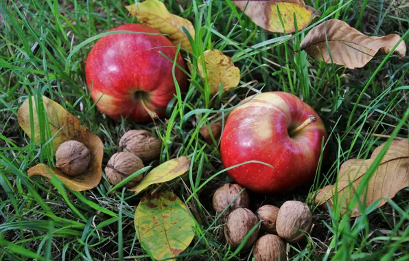 Картинка трава, листья, яблоки, орехи
