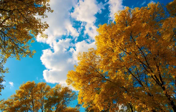 Осень, небо, листья, облака, деревья, крона