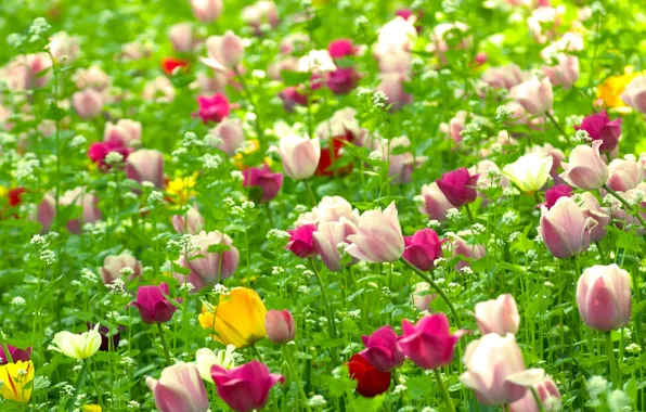 Поле, цветы, природа, растения, весна, Тюльпаны