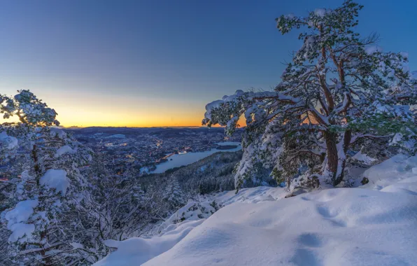 Картинка зима, снег, деревья, озеро, рассвет, утро, сугробы, сосна