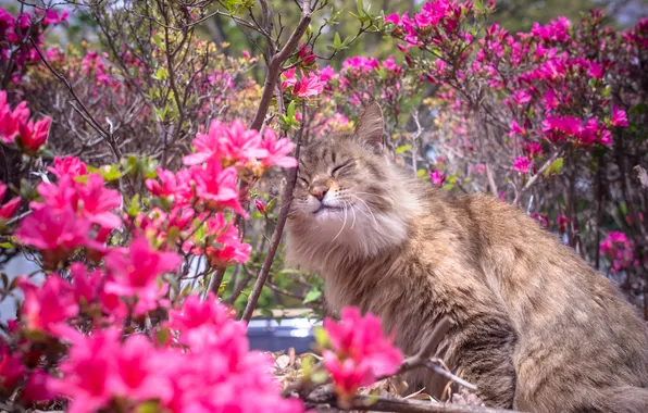 Картинка кошка, цветы, природа, весна, кусты, рододендрон