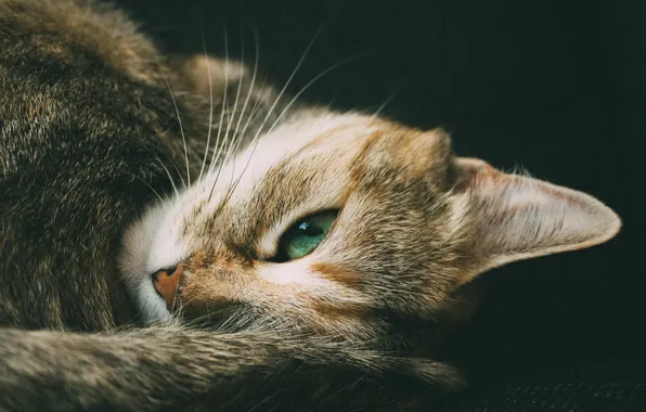 Картинка кошка, кот, усы, взгляд, зеленый, глаз, шерсть