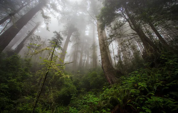 Лес, деревья, елки, Damnation Creek Trail, Redwood heaven, Northern California