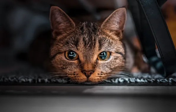 Картинка кошка, кот, взгляд, мордочка, котейка, Евгений Чикишев