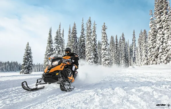 Лес, Снегоход, Snowmobile, Ski-Doo