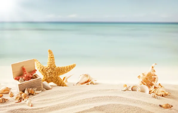 Картинка песок, море, пляж, тропики, ракушки, морская звезда