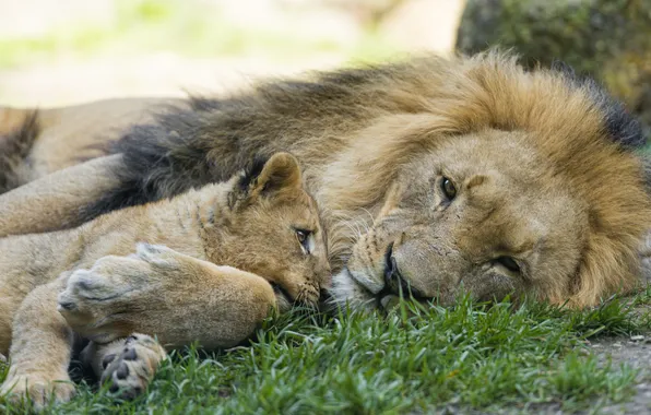 Картинка кошка, трава, отдых, лев, детёныш, котёнок, львёнок, ©Tambako The Jaguar