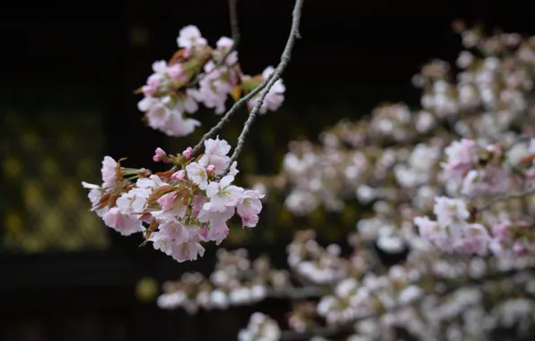 Japan, размытый задний фон, ветка сакуры, цветение весной