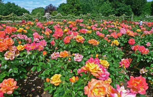 Листья, природа, парк, Англия, розы, сад, цветение, Regents Park Queens Garden