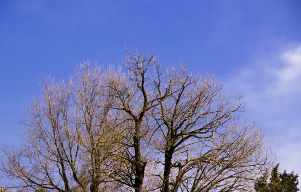 Green, sky, trees, nature, blue, cloud, high, green tree