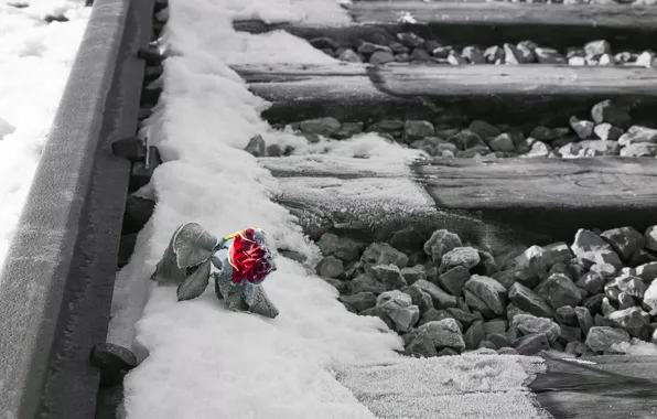 Картинка цветок, снег, роза, железная дорога