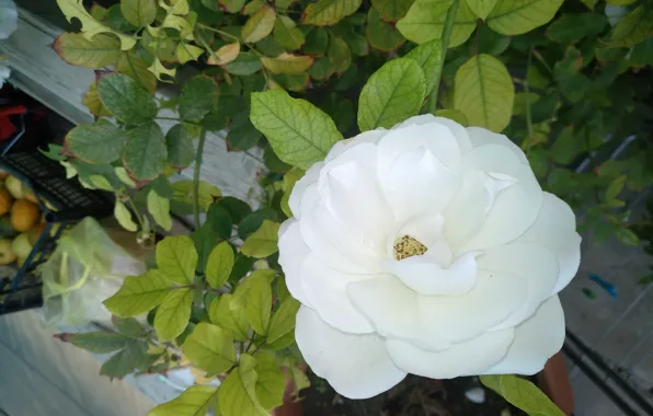 Роза, Rose, Белая роза, White rose