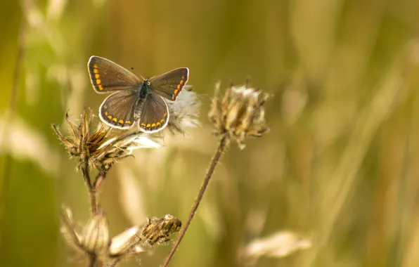 Картинка лето, трава, макро, природа, фон, обои, бабочка, крылья