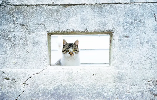Кот, взгляд, стена, кошак, котяра