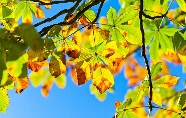 Картинка небо, свет, ветки, дерево, листва, Осень
