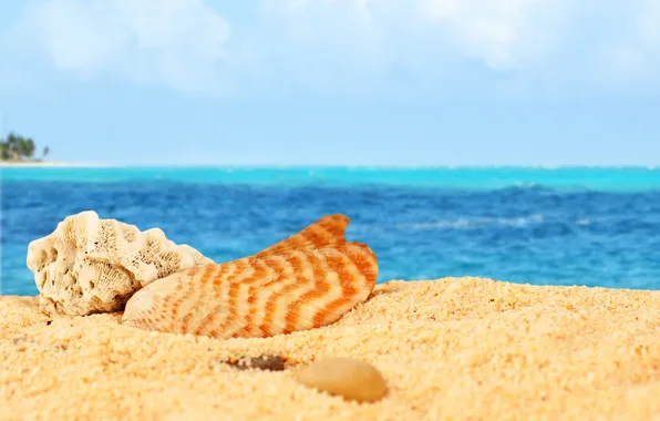 Картинка песок, море, пляж, ракушки, beach, sea, sand, shells