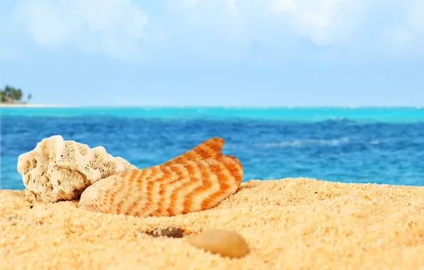 Песок, море, пляж, ракушки, beach, sea, sand, shells