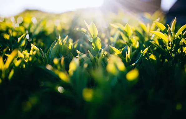 Green, grass, sunshine, sunset, leaves, macro, sunlight, Leaves