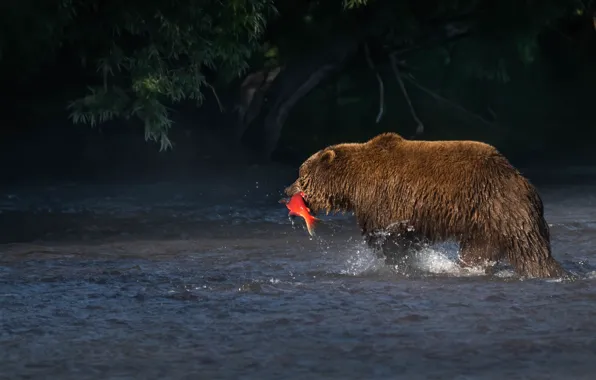 Рыбалка, рыба, медведь, водоем, добыча