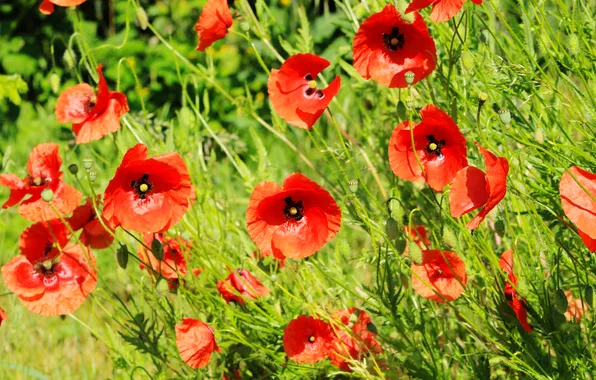 Red, flower, poppy