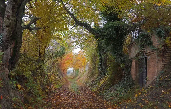 Trees, autumn, leaves, way, pathway, autumn colors, countryside, path