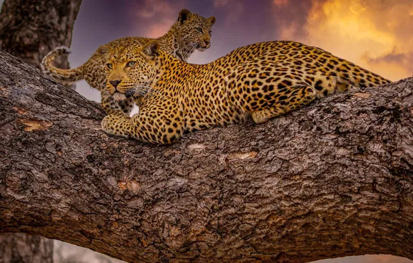 Картинка закат, детёныш, дикие кошки, на дереве, леопарды