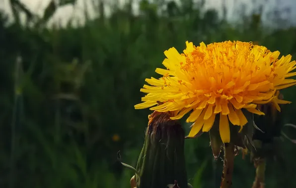 Макро, Цветы, Одуванчик