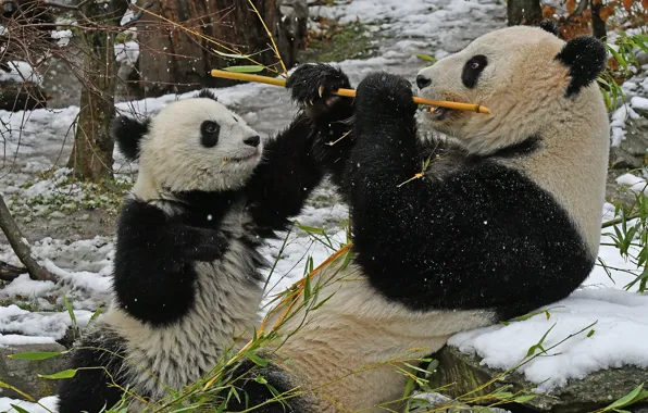 Снег, бамбук, панда, детёныш