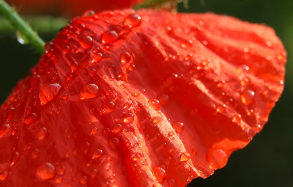 Red, drops, poppy