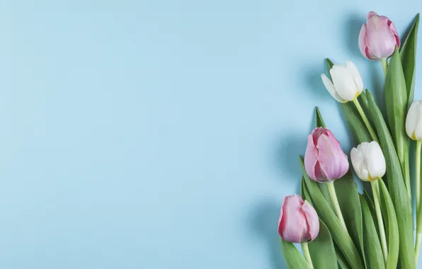 Цветы, тюльпаны, розовые, white, белые, pink, flowers, beautiful